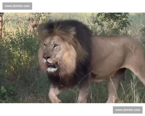 南非雄狮碾压野蛮人队，友谊赛狂揽 35 分创纪录